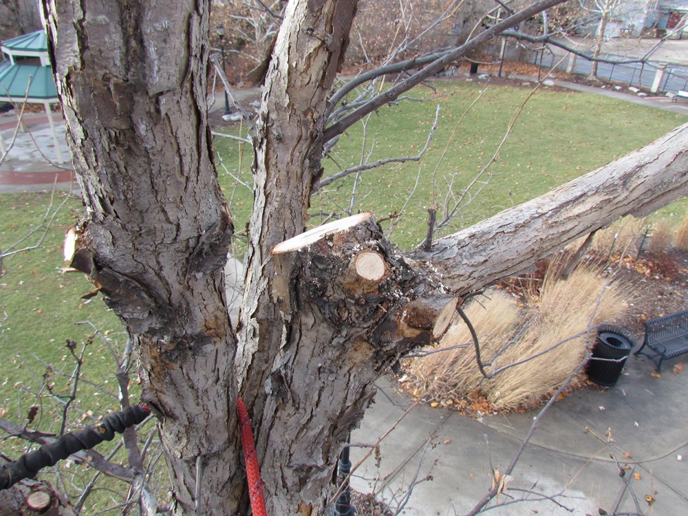 Pruning Young Oaks International Oak Society